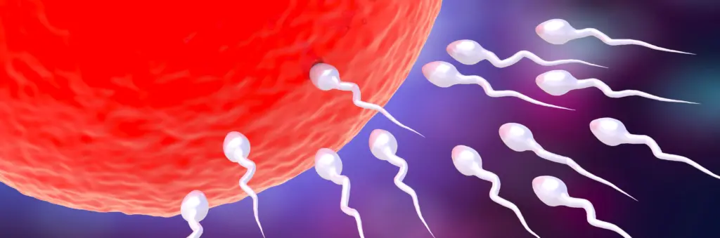 Sperm and egg